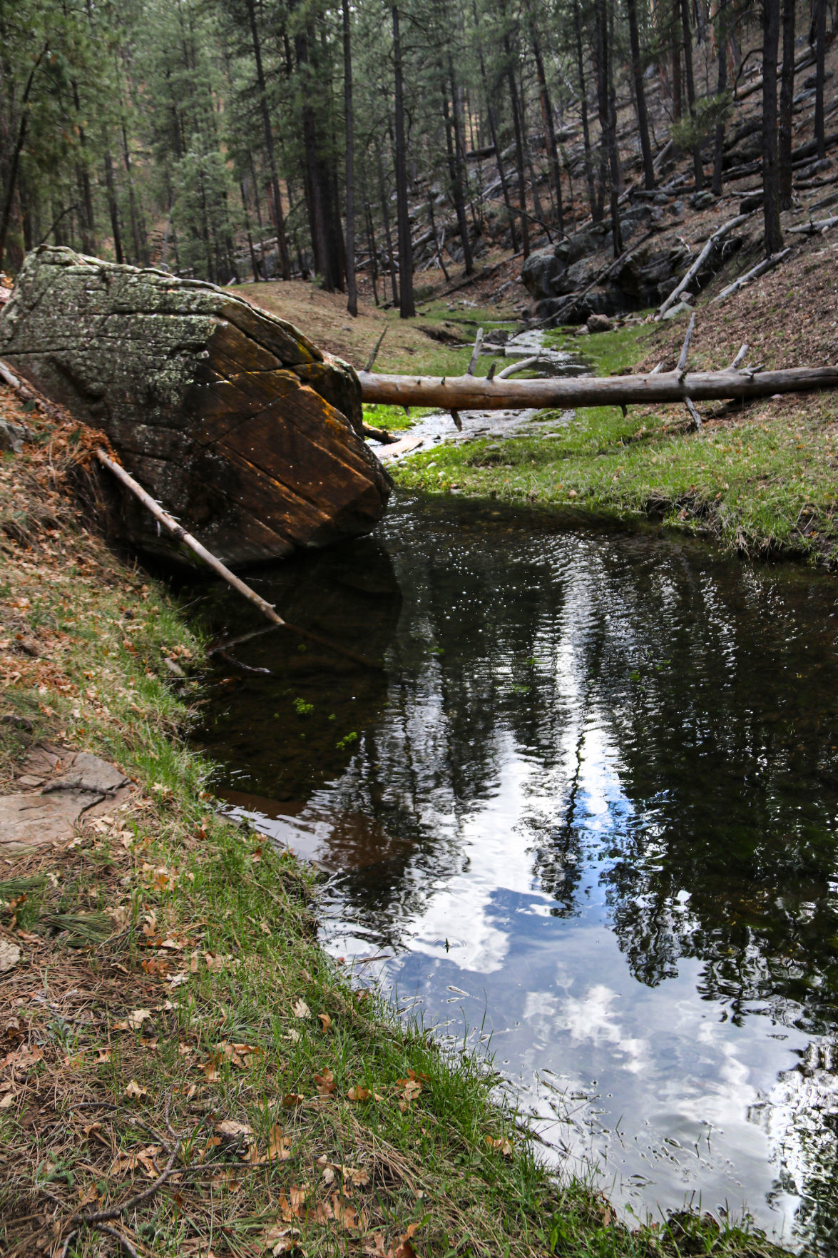 Trees and rocks mirrored in Clover Creek